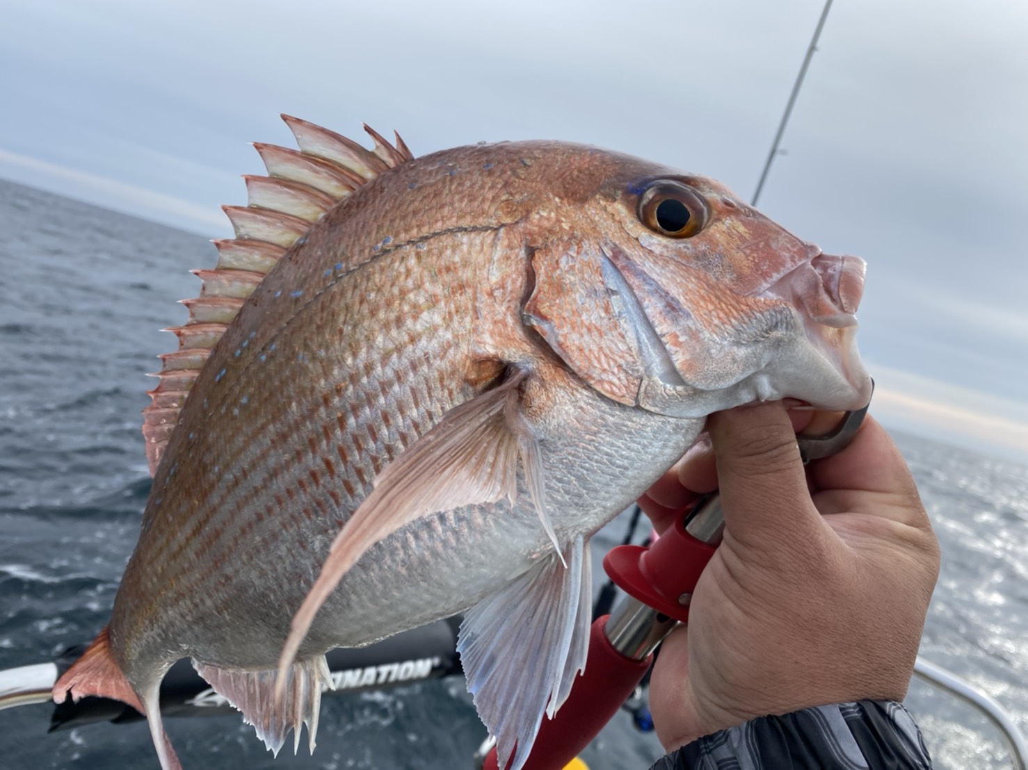 ライトジギング五目