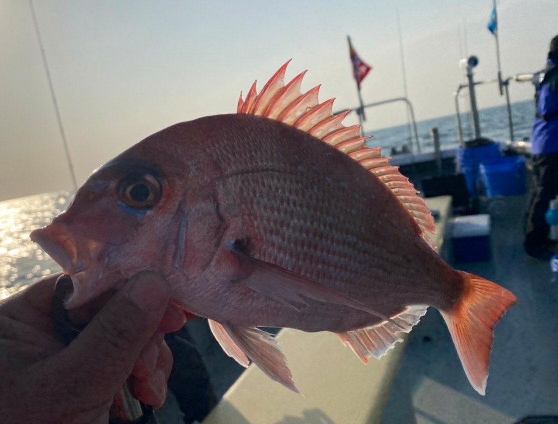 金華山周辺スローライトジギング五目
