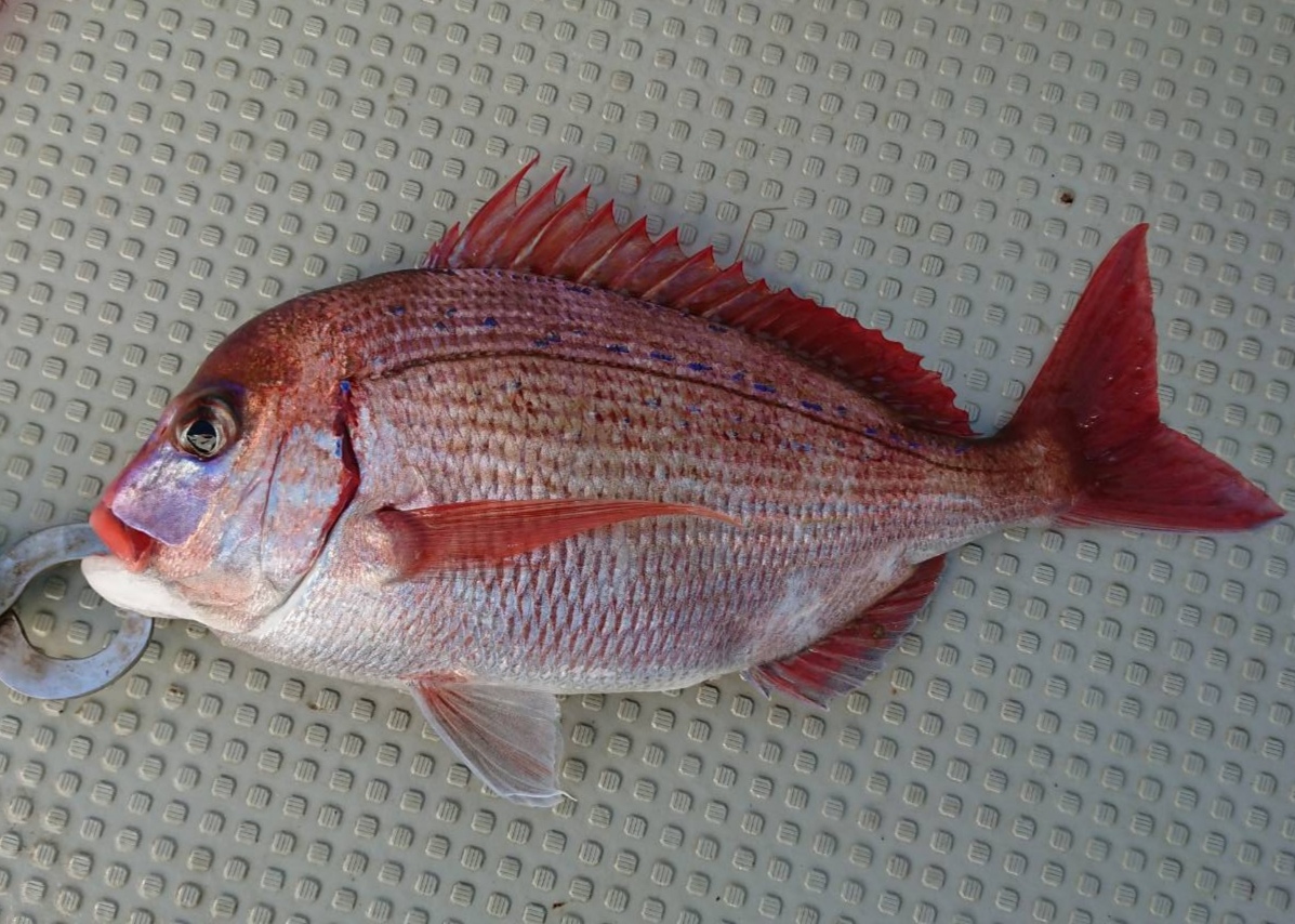 真鯛狙いライトジギング五目